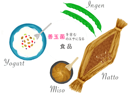 善玉菌を含む、善玉菌のエサになる食品 Ingen Yogurt Miso Natto