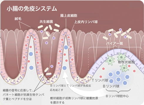 小腸の免疫システムのイラスト