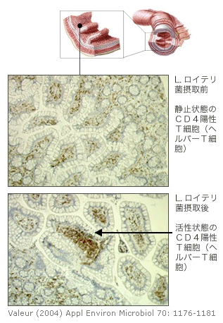 ヒトにおけるロイテリ菌の効果実証写真